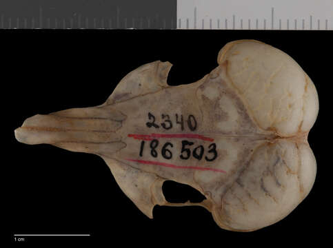 Image of Stephens's kangaroo rat