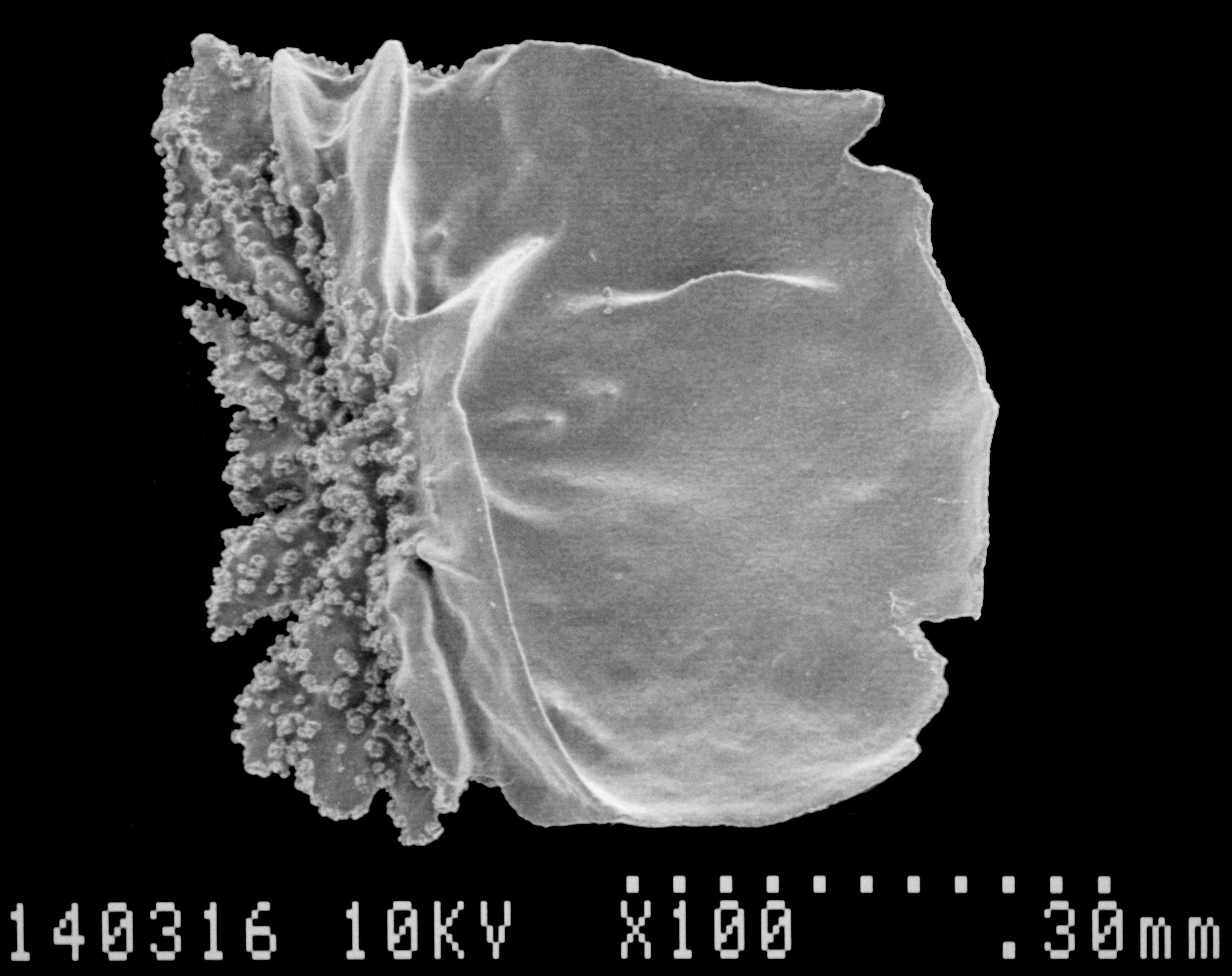 Image of Aglaoprimnoa stefanii Bayer 1996