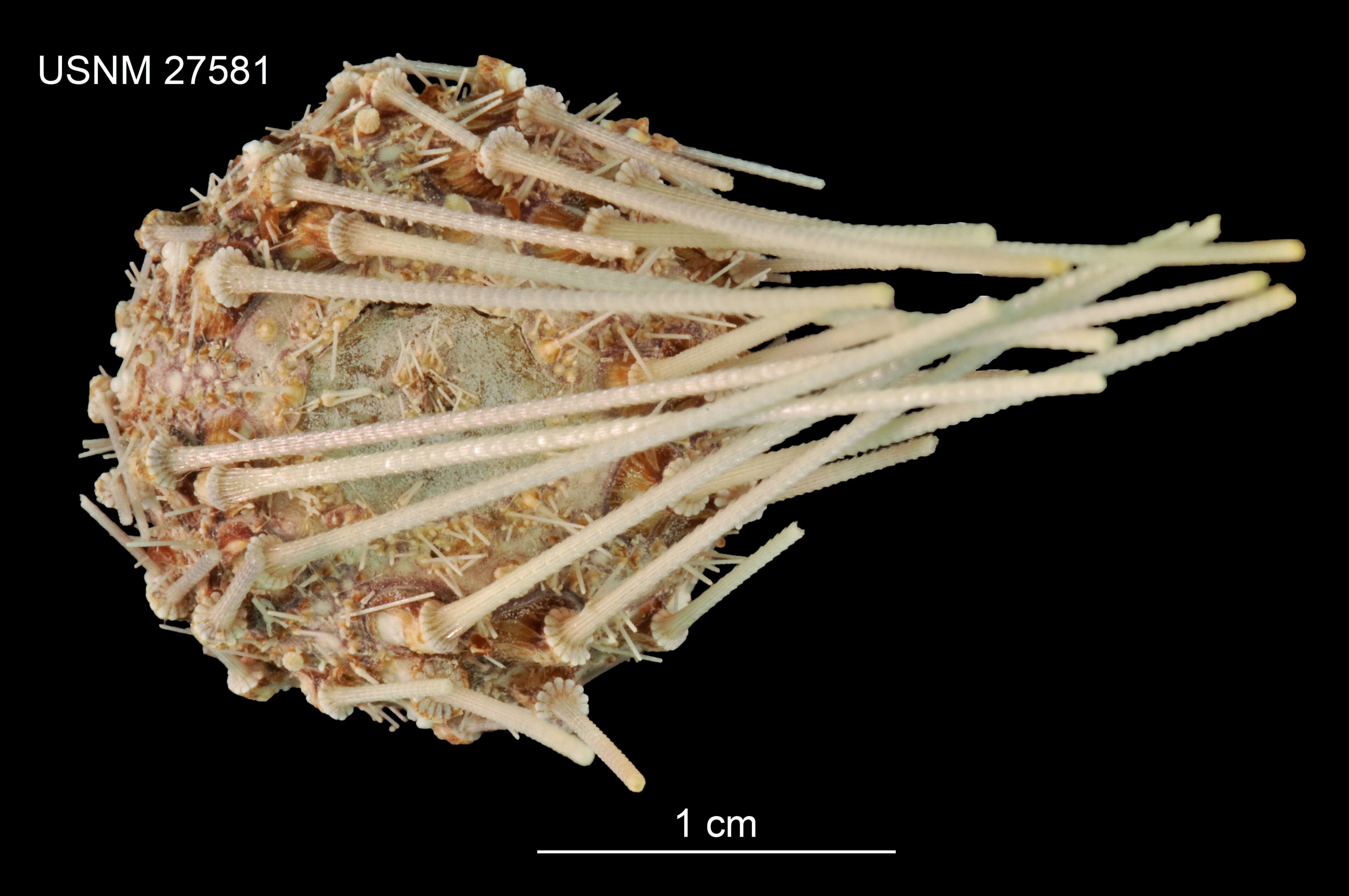 Image of Aspidodiadema arcitum Mortensen 1939