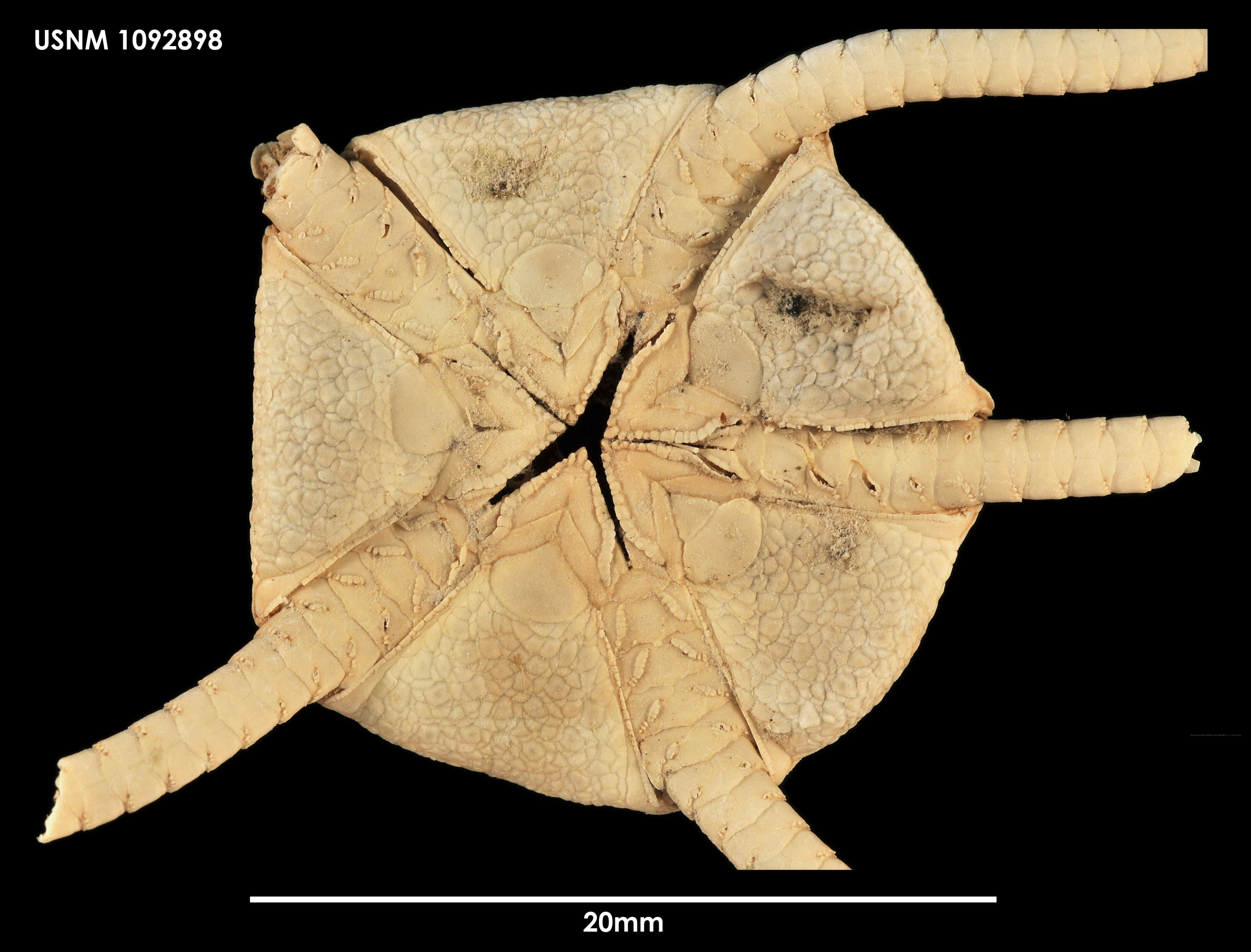 Sivun Ophiura figurata kuva