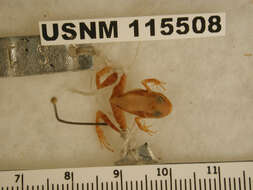 Image of Pygmy Free-fingered Frog