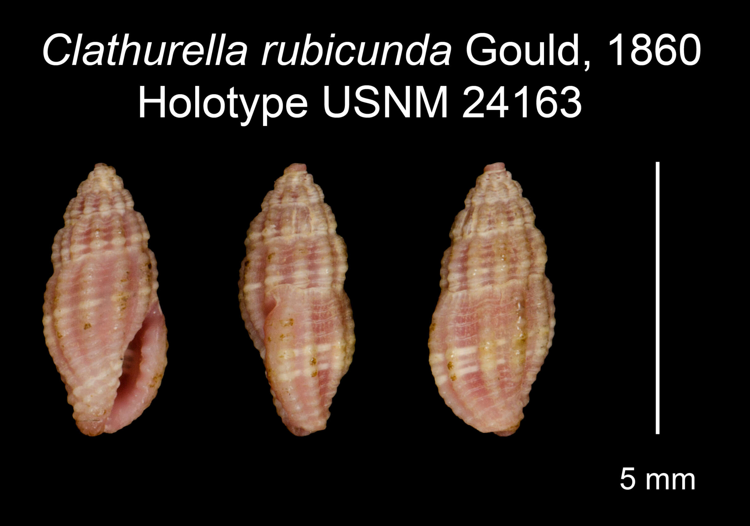 Image of Hemilienardia rubicunda (Gould 1860)