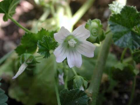 Image of common mallow