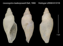 Image of Antarctospira badenpowelli (Dell 1990)