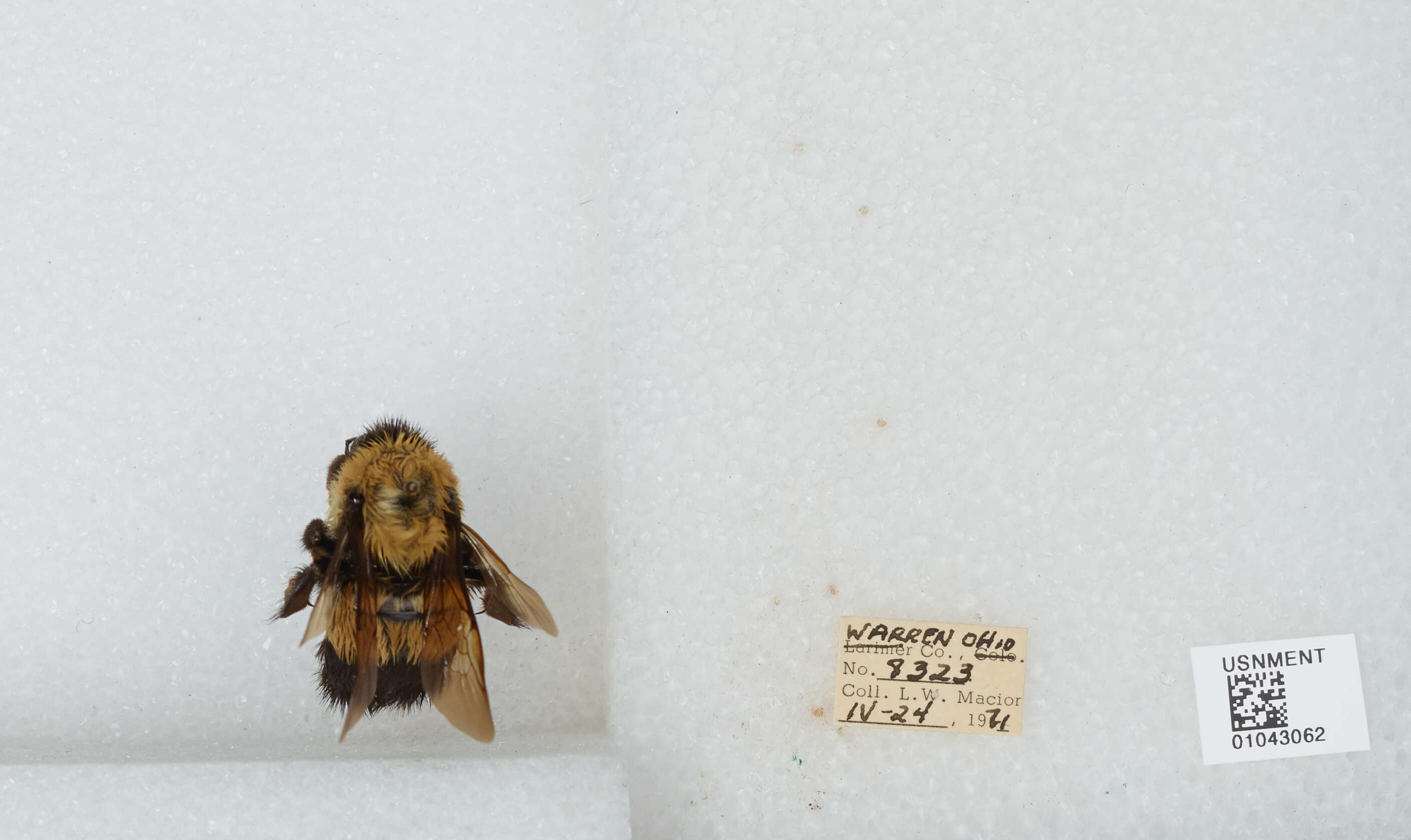 Слика од Bombus affinis Cresson 1864