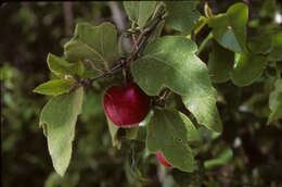 Sivun Passiflora L. kuva