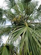 Image of fountain palm