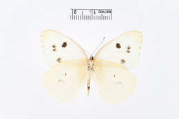 Image of Pieris Hübner 1819