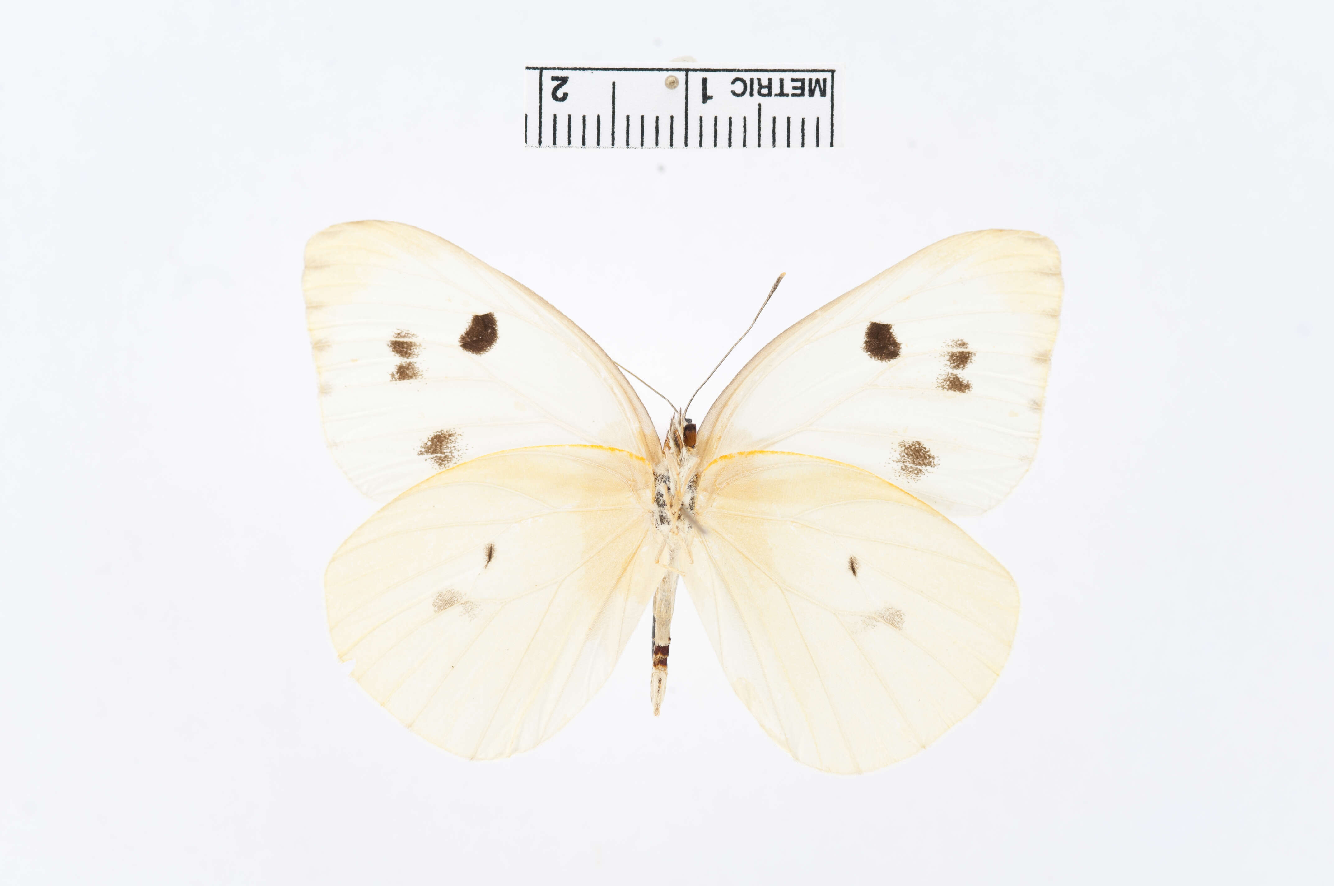 Image of Pieris Hübner 1819