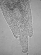 Image of Xenotoplana Ax, Weidemann & Ehlers 1978