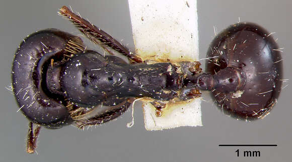 Image of Aphaenogaster Mayr 1853