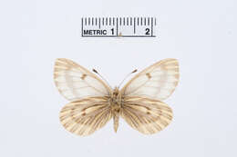 Image of Baltia butleri (Moore 1882)