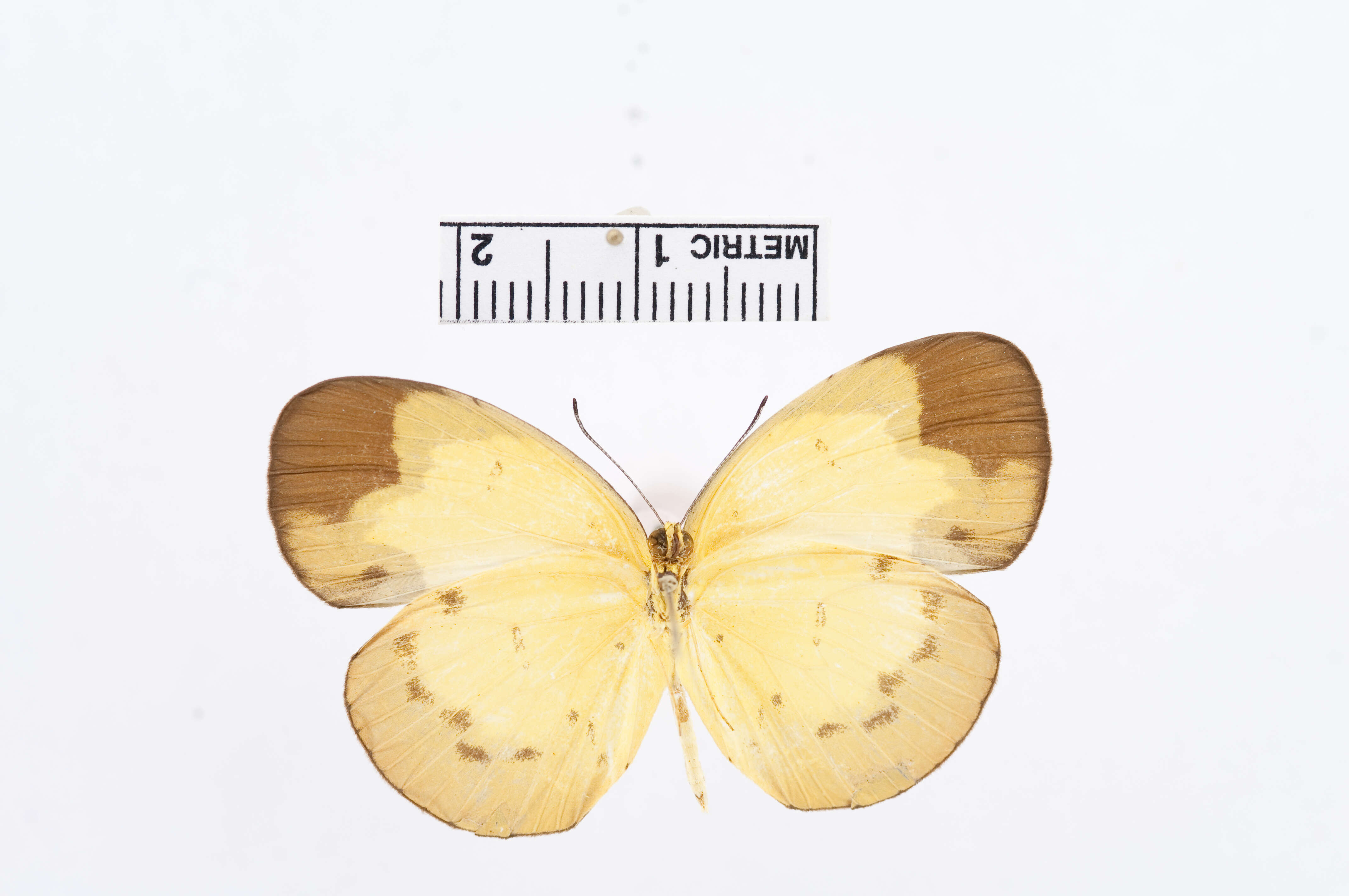 Image of Eurema sarilata (Semper 1891)