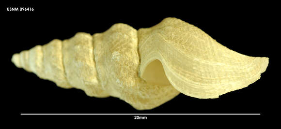 Strebela notophila (Strebel 1908)的圖片