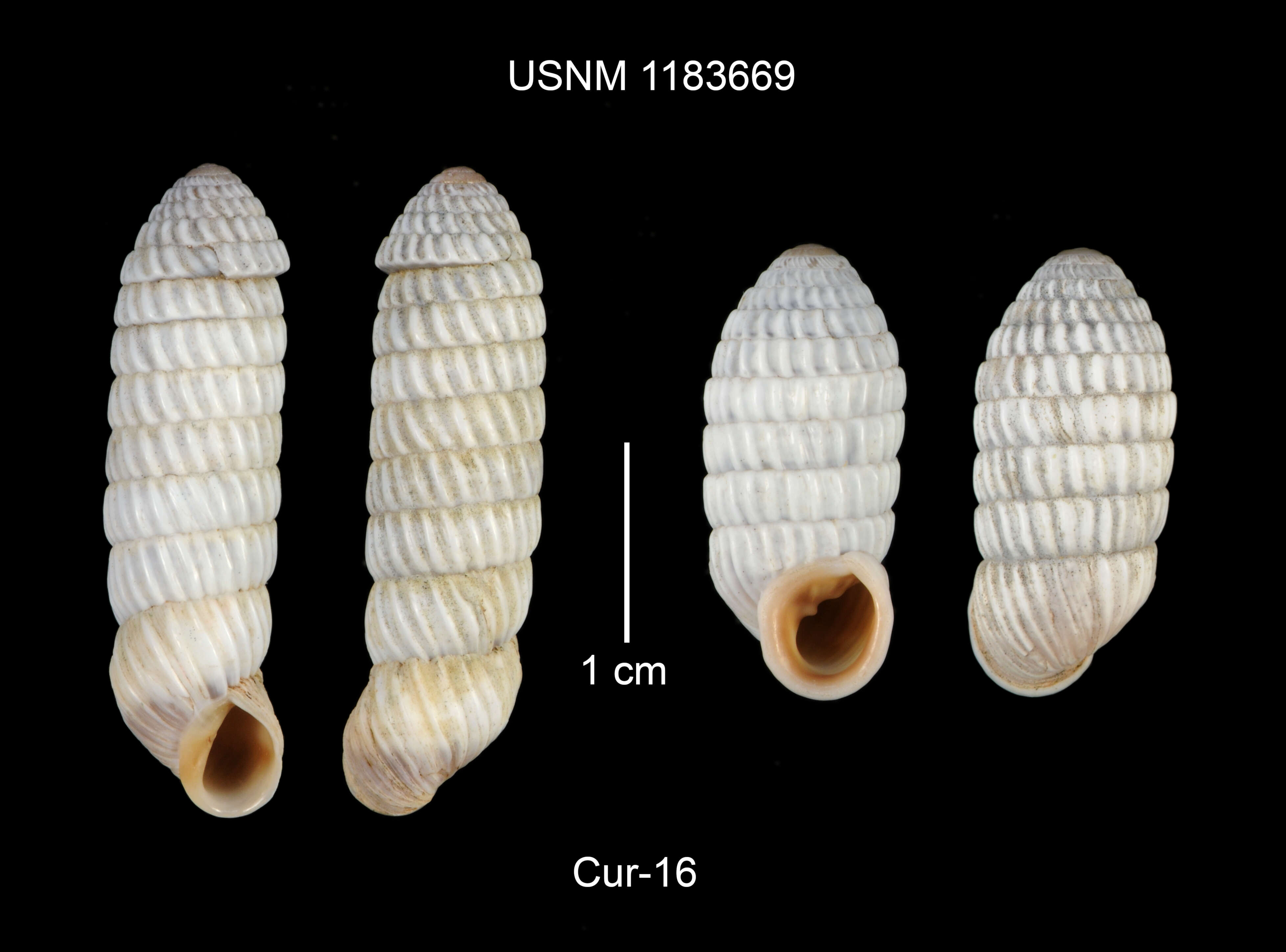 Image of Cerion uva (Linnaeus 1758)