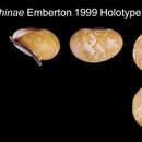 Image of Ampelita josephinae Emberton 1999