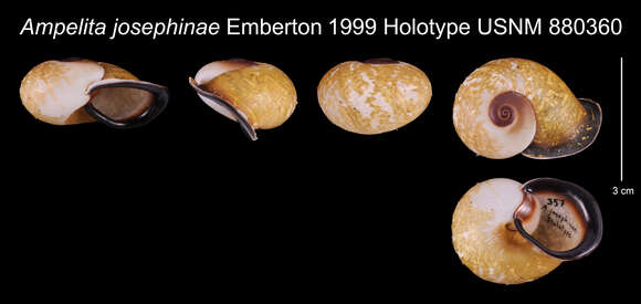 Image of Ampelita josephinae Emberton 1999