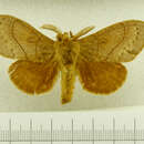 Image of Gloveria coronada Barnes 1904