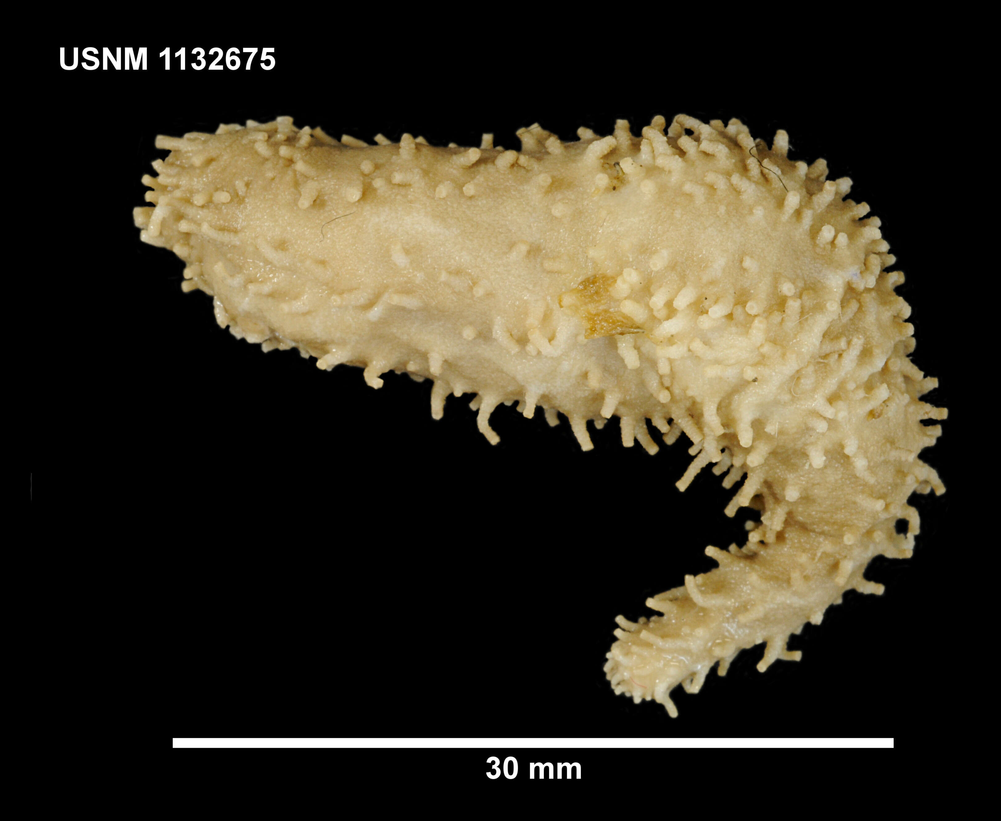 Image of Trachythyone bouvetensis (Ludwig & Heding 1935)