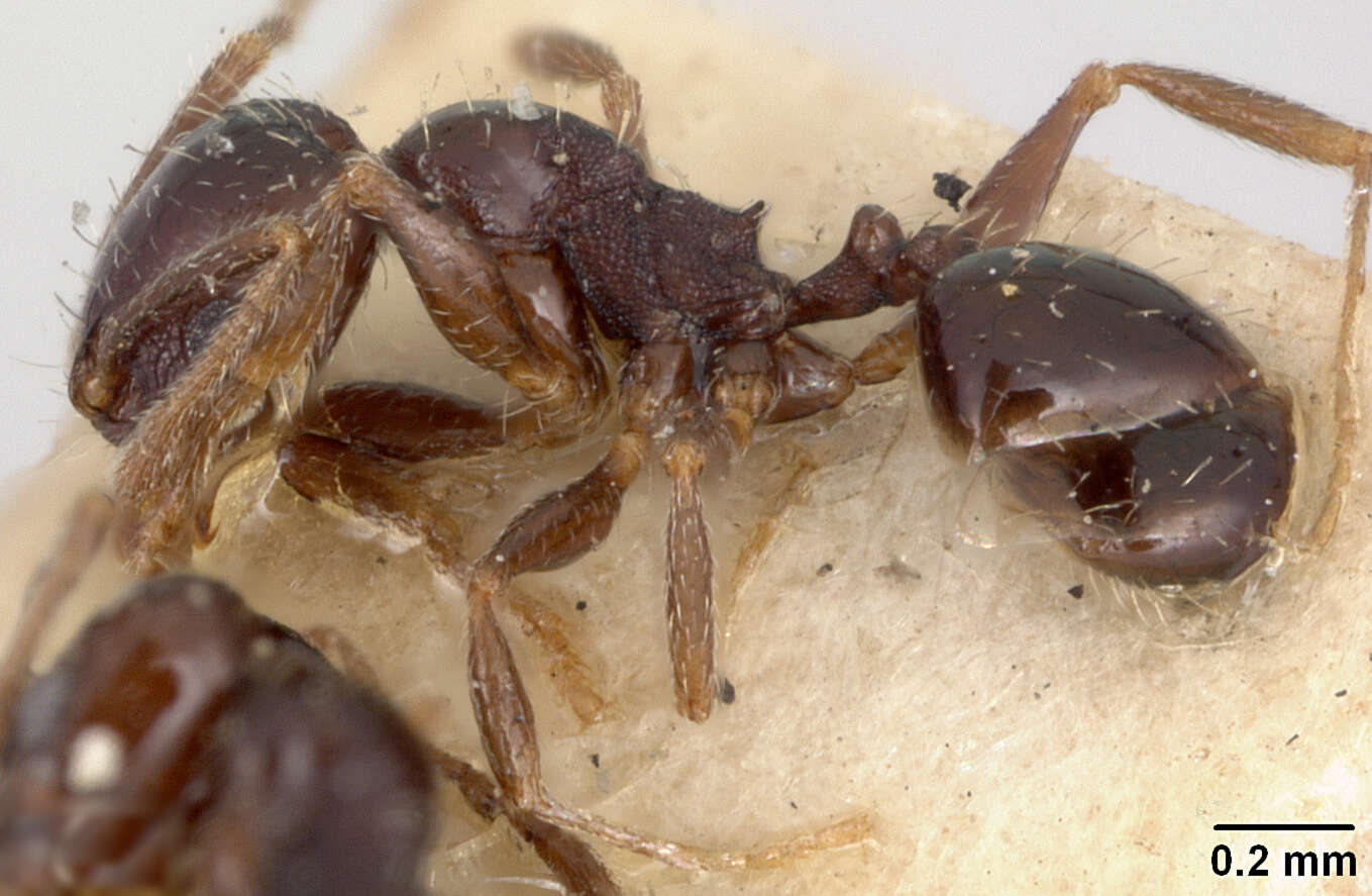 Image of Pheidole ceres tepaneca Wheeler 1914