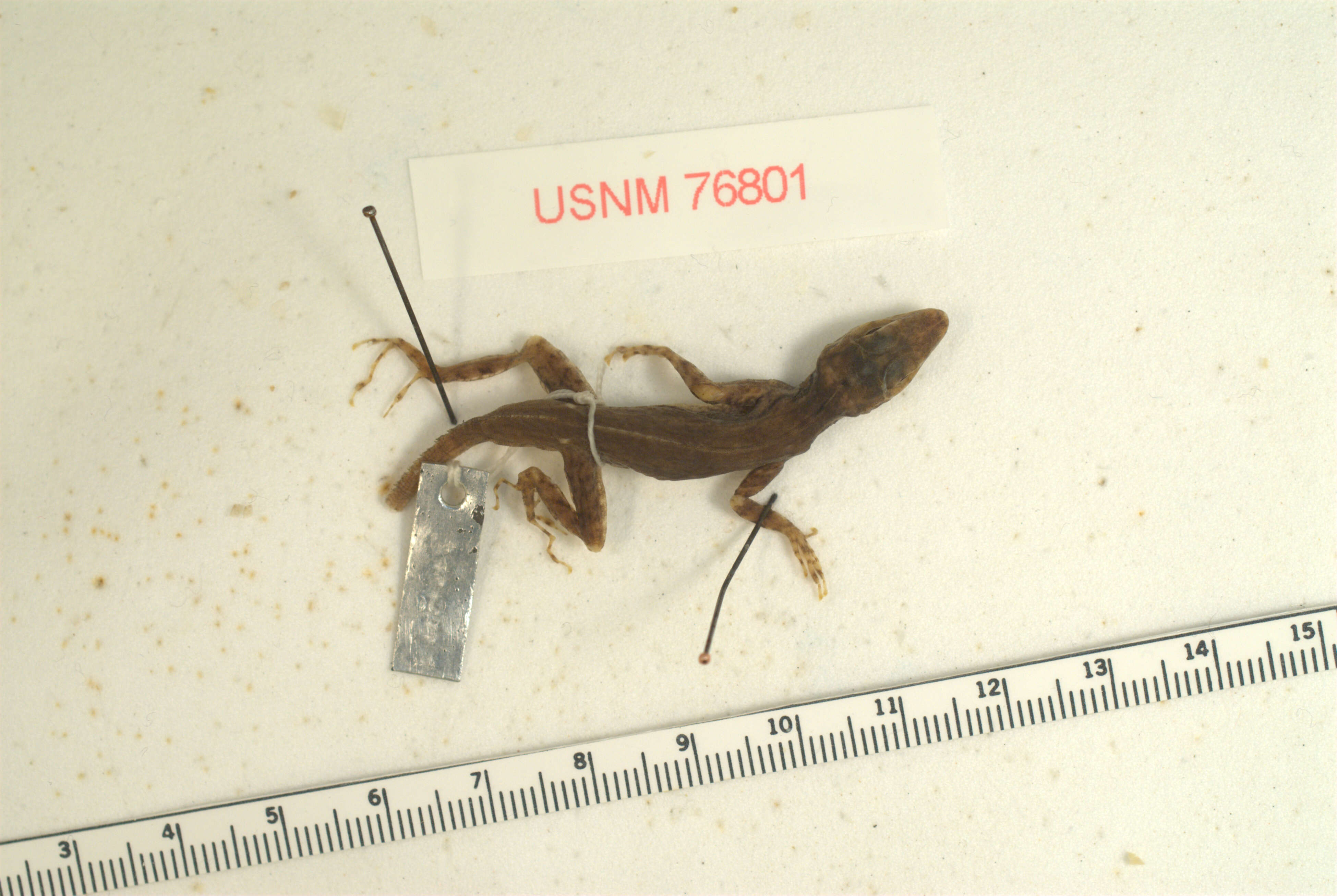 Image of Cochran's Gianthead Anole