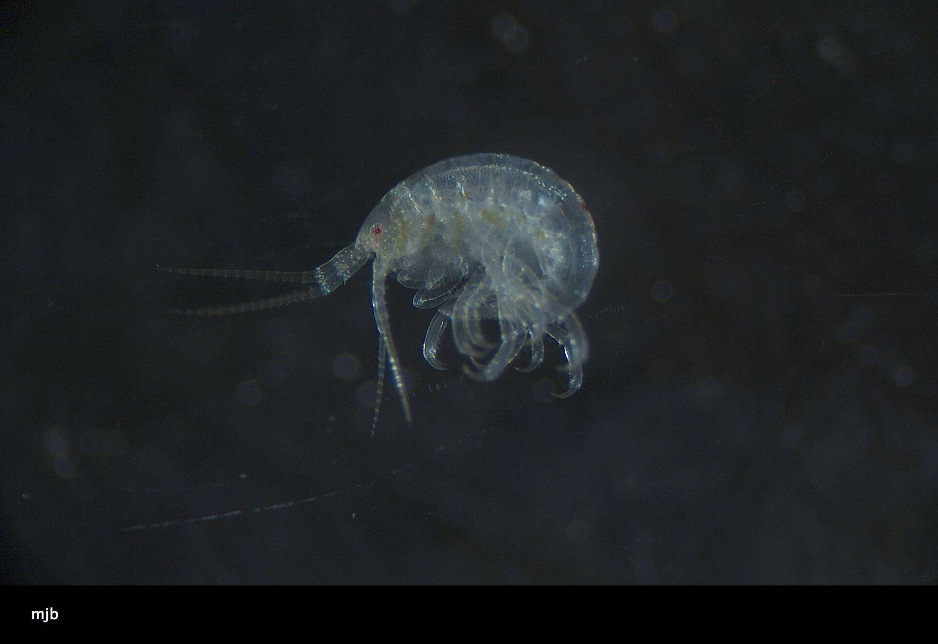 Image of Amphipoda