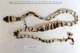 Image of Lampropeltis polyzona Cope 1860