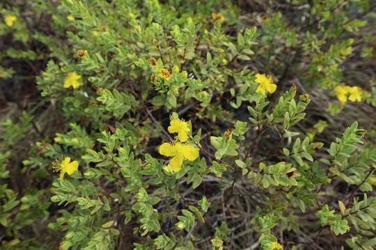 Image de Hypericum edisonianum (Small) P. Adams & N. Robson