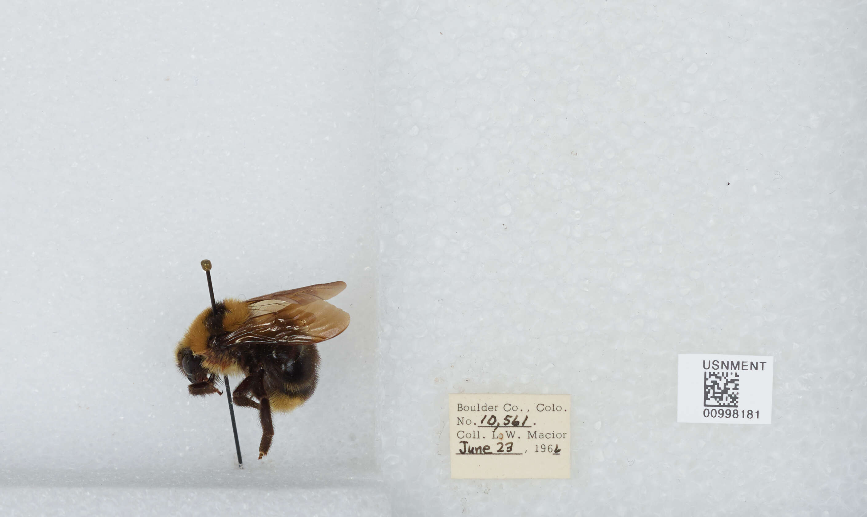 Image de Bombus insularis (Smith 1861)