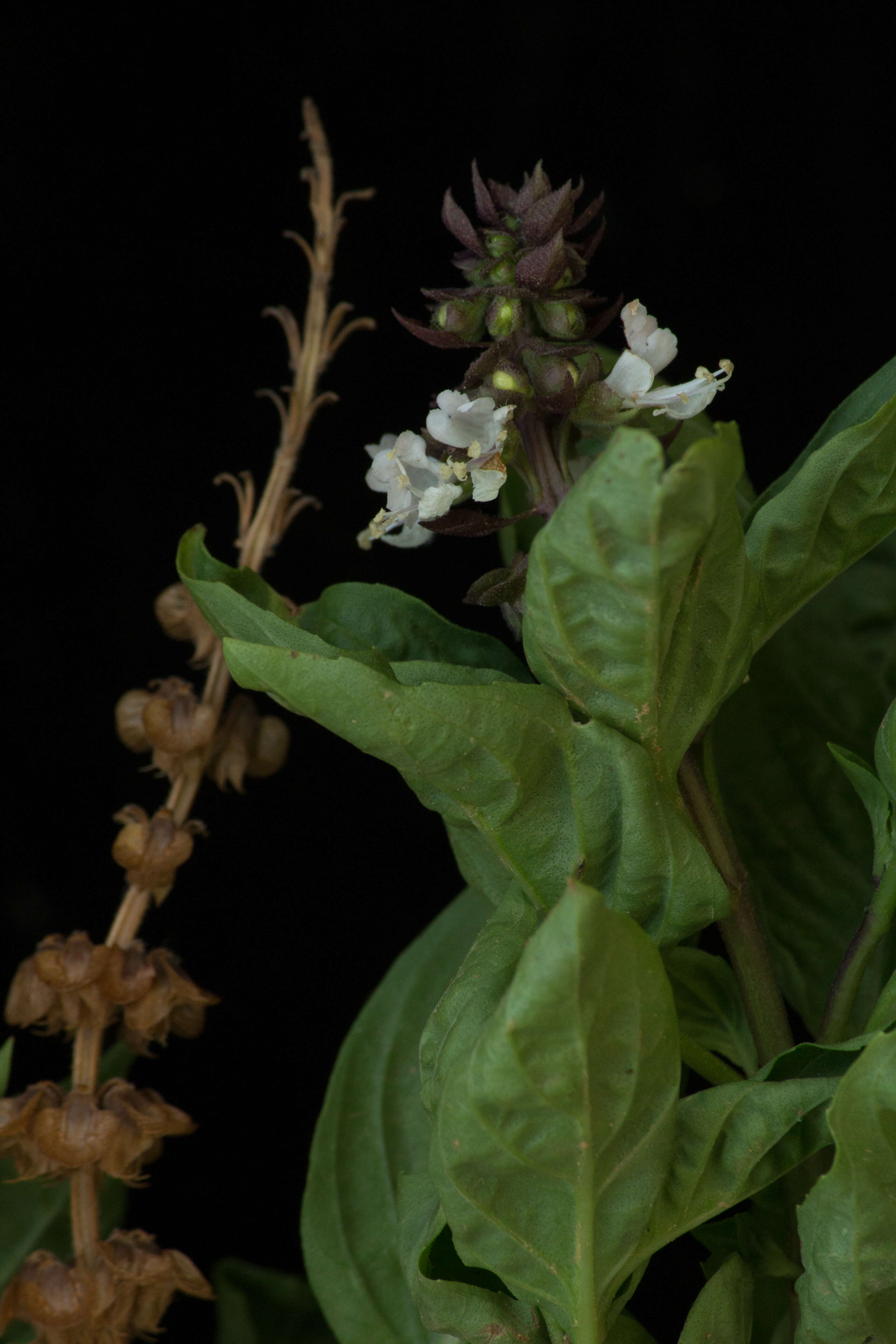 Слика од Ocimum campechianum Mill.