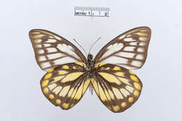 Image of Prioneris thestylis (Doubleday 1842)