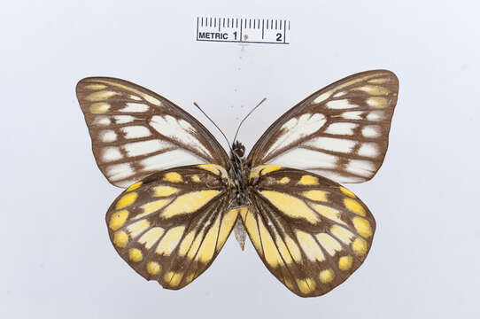 Image of Prioneris thestylis (Doubleday 1842)