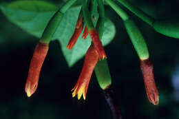 Image of Gurania spinulosa (Poepp. & Endl.) Cogn.