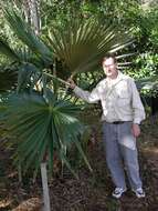 Image of Alakai Swamp Pritchardia