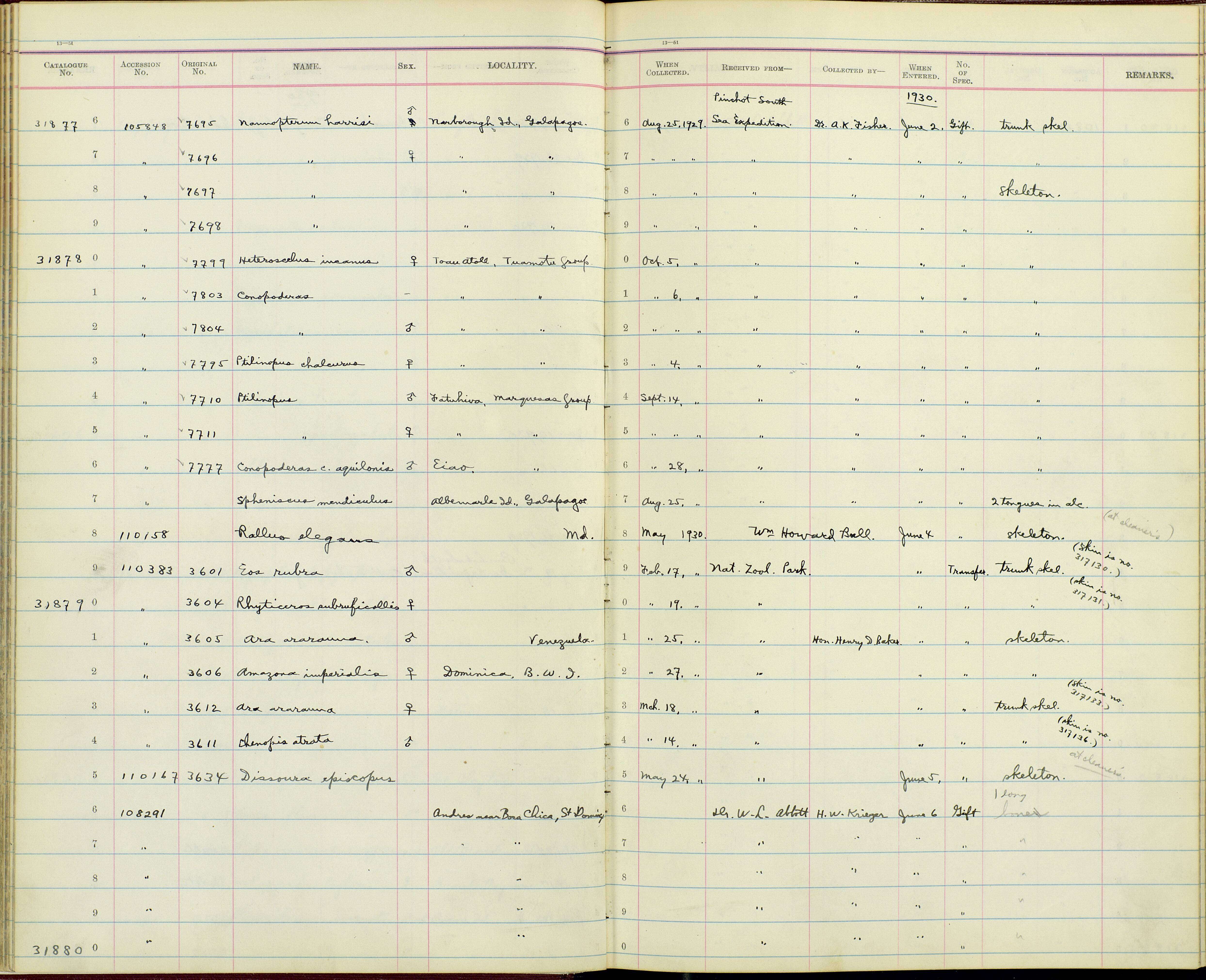 Plancia ëd Phalacrocorax harrisi Rothschild 1898