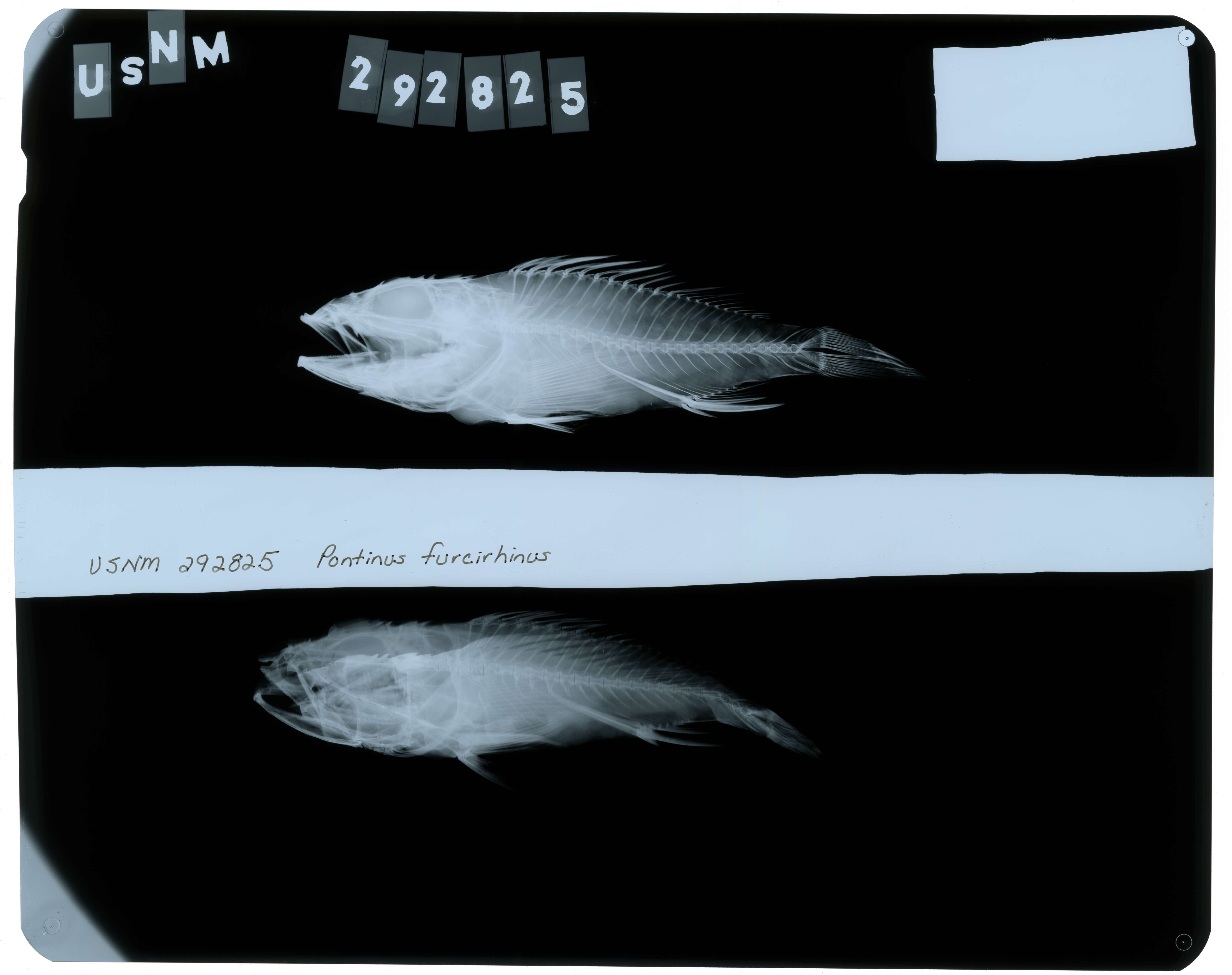 صورة Pontinus furcirhinus Garman 1899