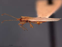 Image of Leptodictya (Hanuala) nicholi Drake 1926
