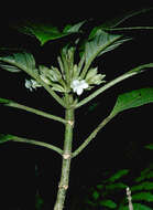 Image of Opposite-Leaf Cyrtandra