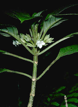 Image de Cyrtandra lysiosepala (A. Gray) C. B. Clarke