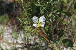 Imagem de Rhexia mariana var. exalbida Michx.