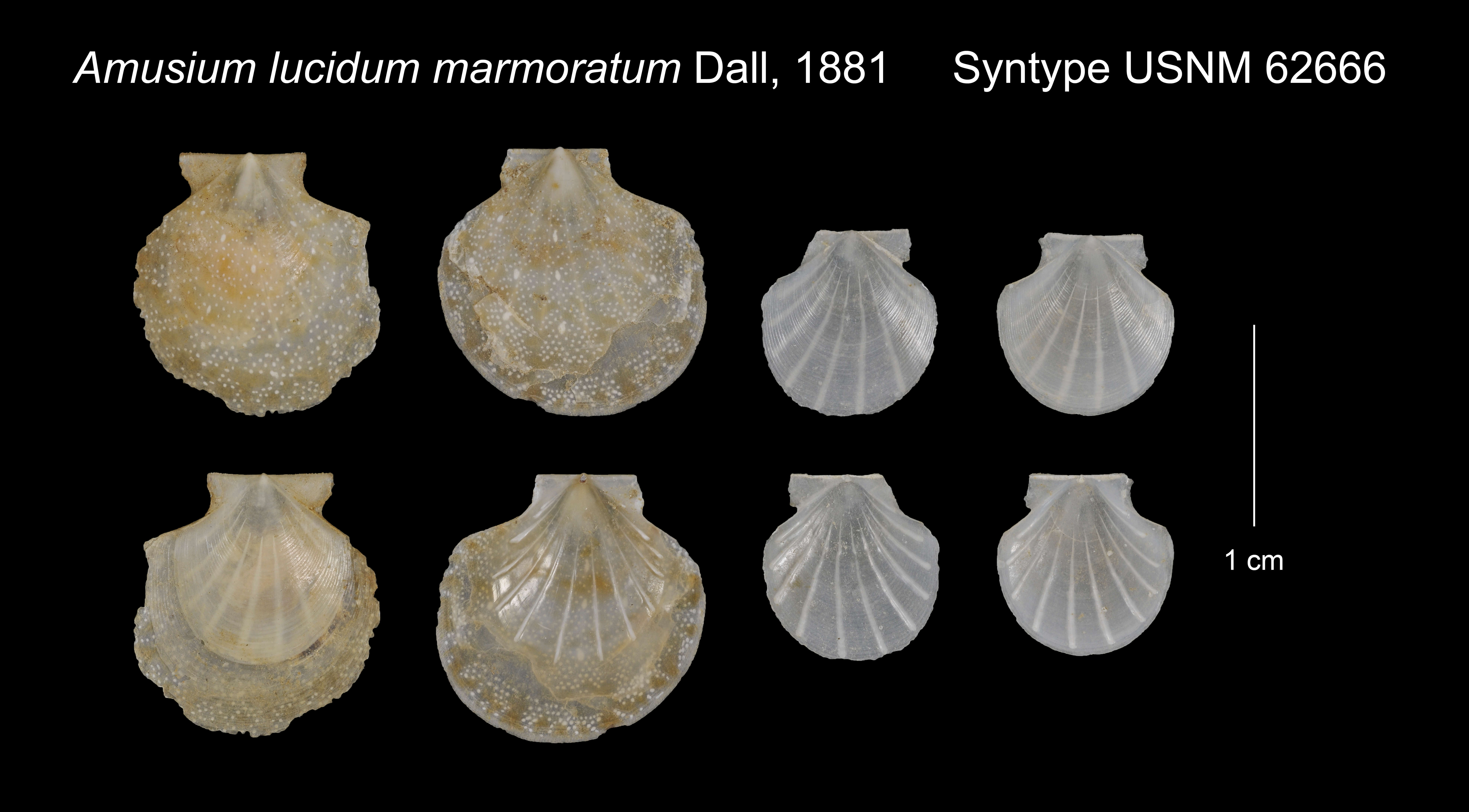 Image of Parvamussium marmoratum (Dall 1881)