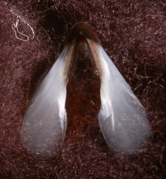 Image of Coffee bean scaled squid