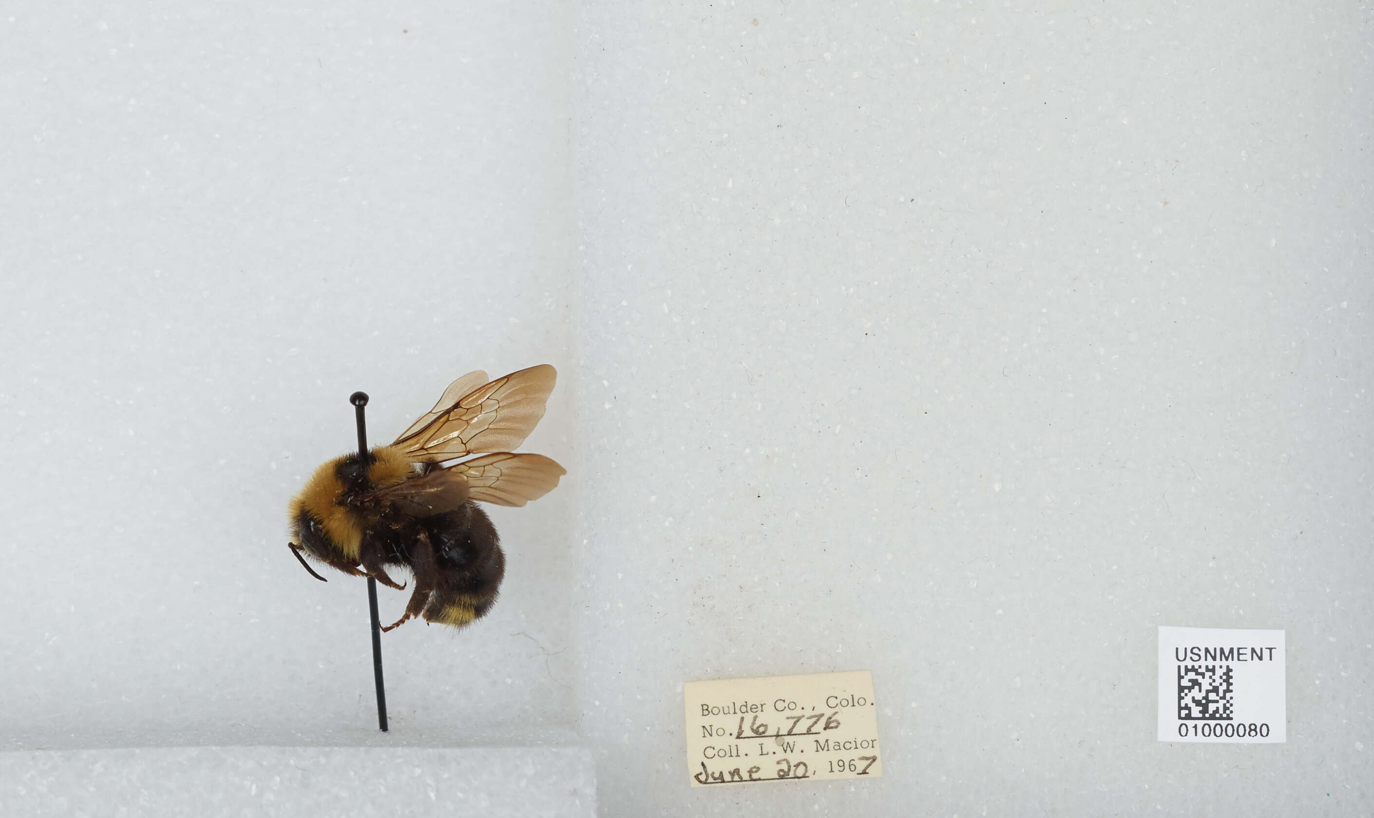 Image de Bombus insularis (Smith 1861)