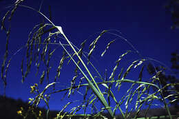 Image of New Mexico bluegrass