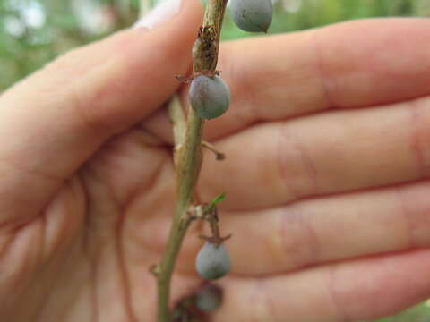 Image of fragrant bursera