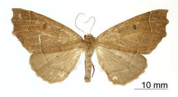 Image of Digonodes gnorimaria Dyar 1912
