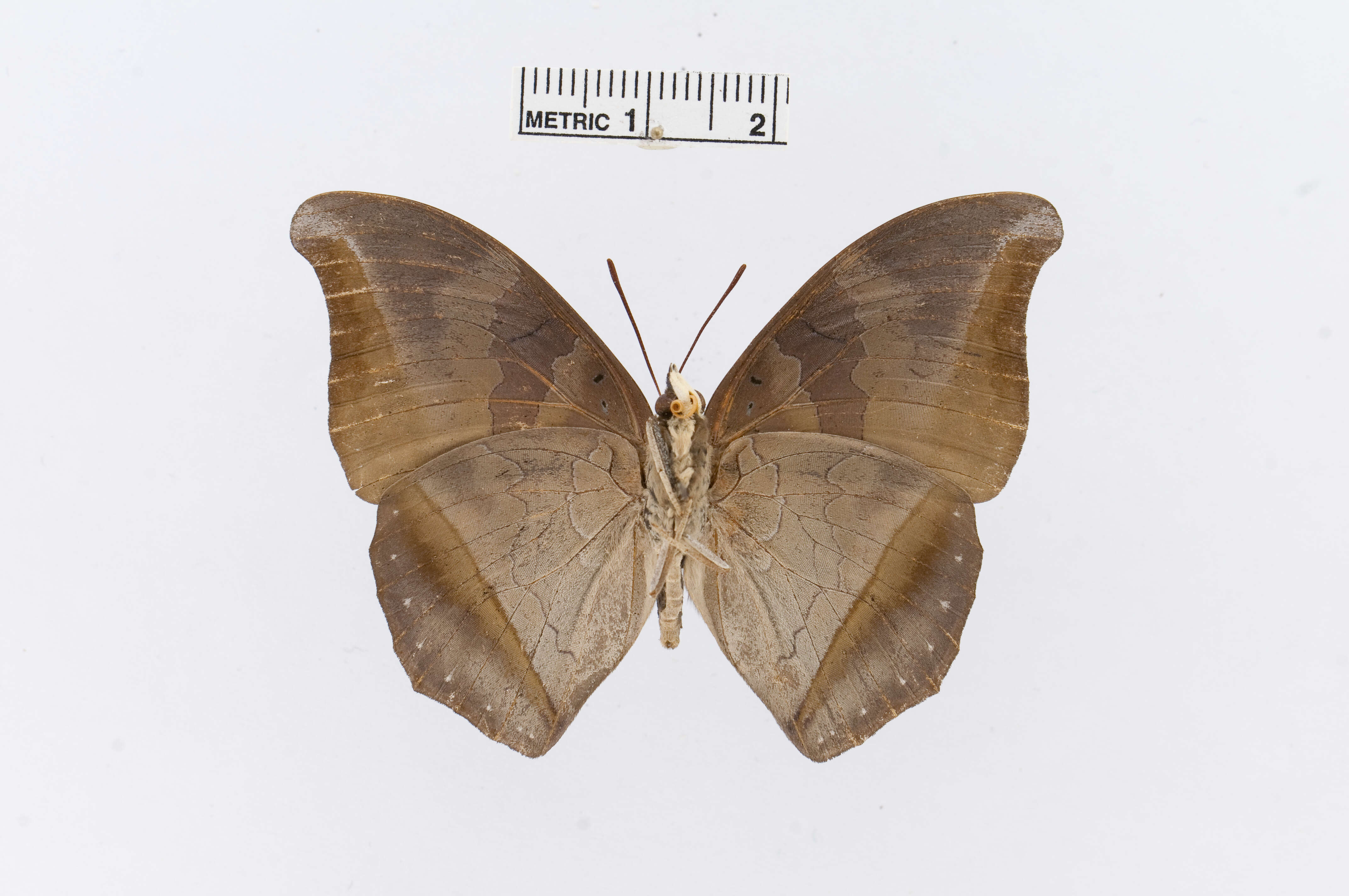 Charaxes mycerina Godart 1824的圖片