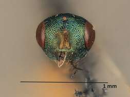 صورة Trichomalopsis apanteloctena (Crawford 1911)