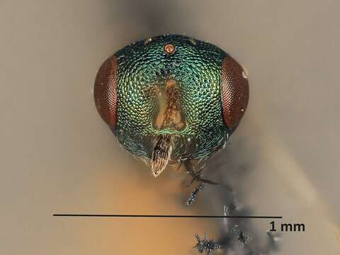 صورة Trichomalopsis apanteloctena (Crawford 1911)