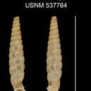 Imagem de <i>Brachypodella baracoensis</i> Torre & Bartsch